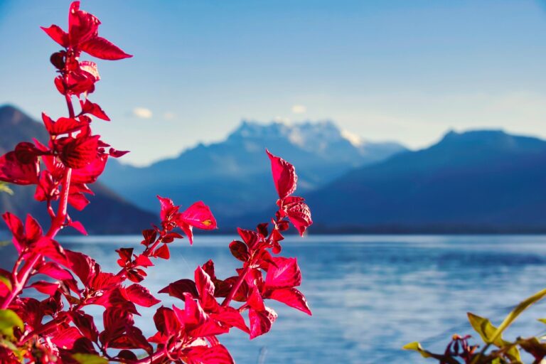 flower, plant, lake, beautiful flowers, beautiful nature, mountains, dents-du-midi, leman, geneva lake, switzerland, flower background, montreux, nature, landscape, nature background, flower wallpaper, hd wallpaper, nature wallpaper