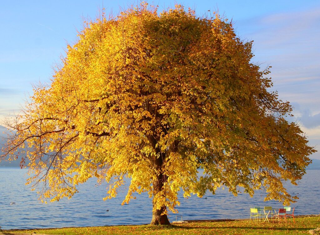 tree, nature background, nature, autumn colors, nature wallpaper, beautiful nature, water, fall, fall season, flora, plant, hd wallpaper